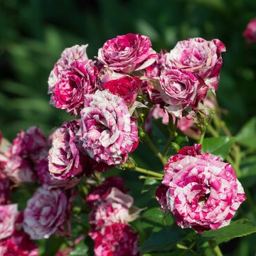 Роза спрей Арроу Фоллес